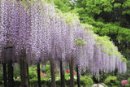 牛島の藤(藤花園)