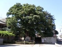 白山神社の大ケヤキ